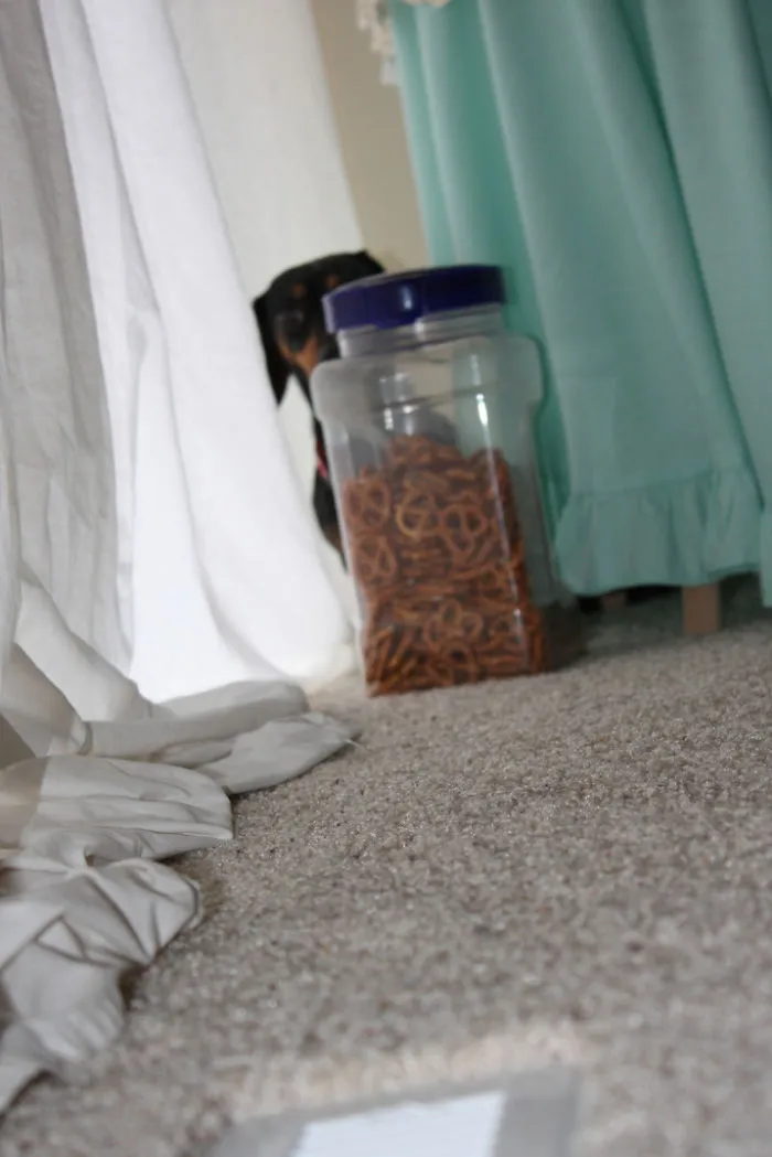 159 Dogs Who Suck At Hide-And-Seek