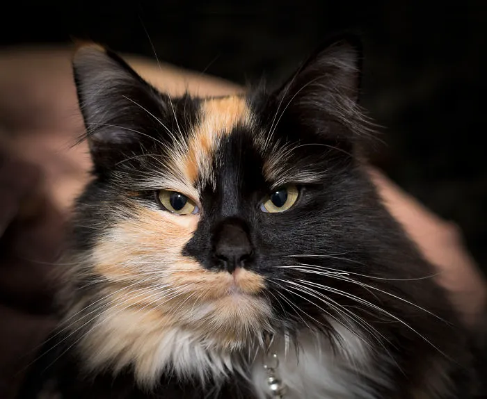 Kitty Aloof