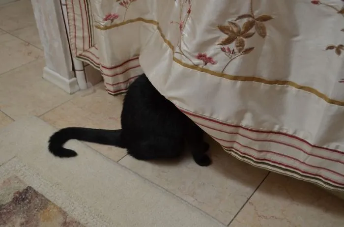 159 Dogs Who Suck At Hide-And-Seek