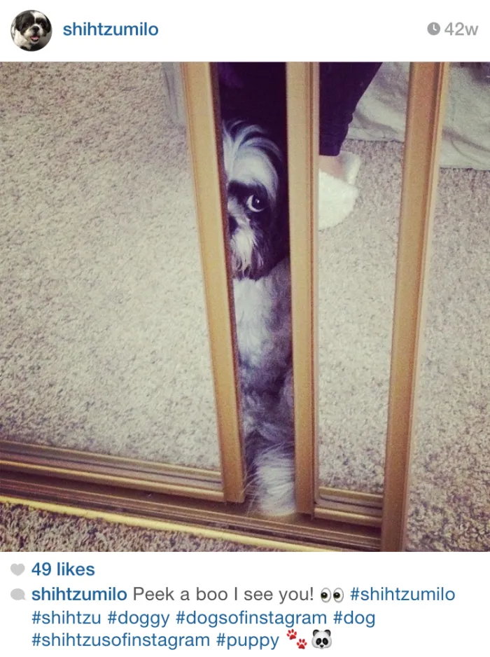 159 Dogs Who Suck At Hide-And-Seek