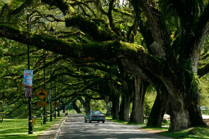 Taiping Lake Garden, Perak, Malaysia