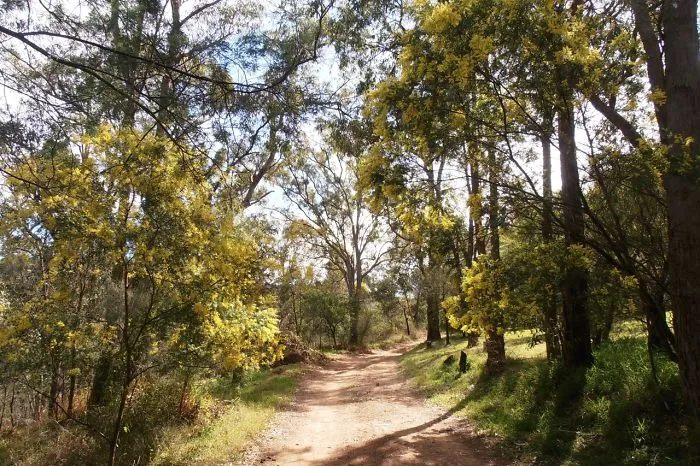 Wattle In Wollombi, Nsw, Australia