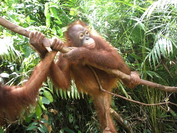 Kalimantan Tengah, Orangutan Care Center, Pangkalan Bun