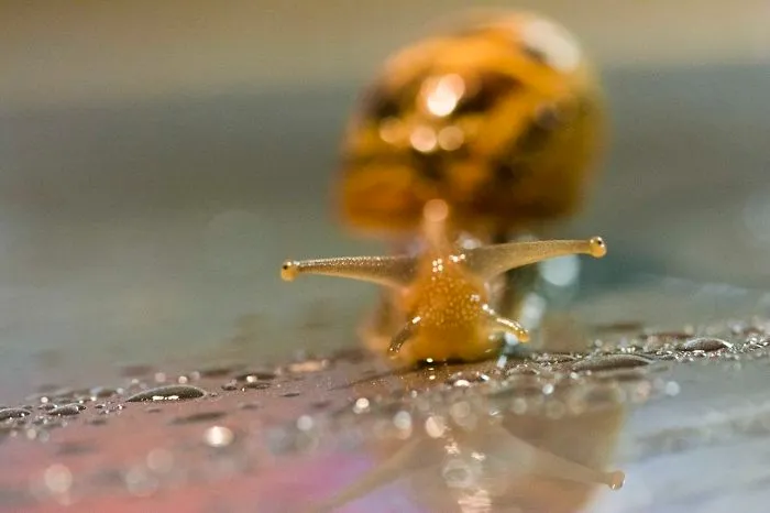 Car Bonnet Hitch Hiker..