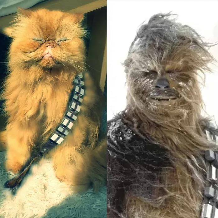 Chewbacca