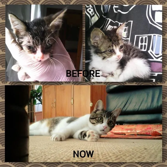 Tyron, Found Terrorised And With Pneumonia Crying Under A Car.