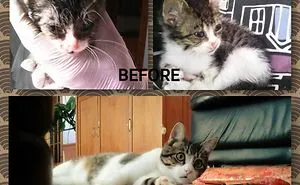 50 Before & After Pics Show The Difference A Day Of Adoption Can Make To A Shelter Pet