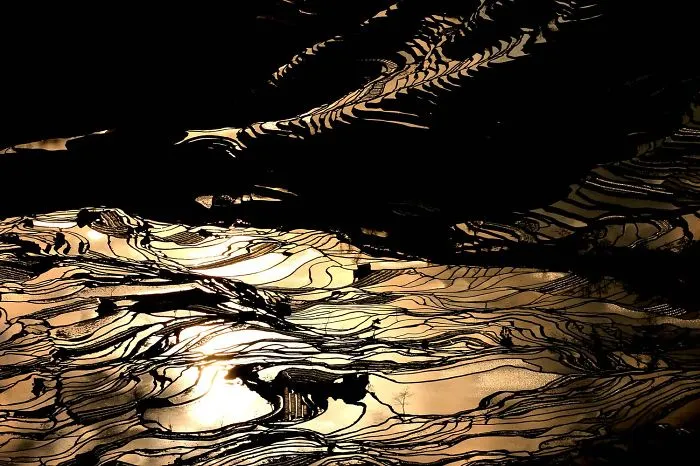 47 Hypnotizing Rice Fields That Look Like Broken Glass