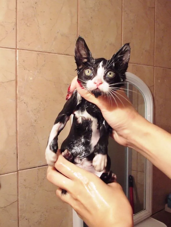 73 Crazy Cats That Actually Love Water