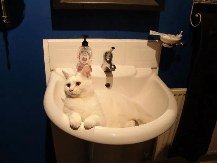 73 Crazy Cats That Actually Love Water