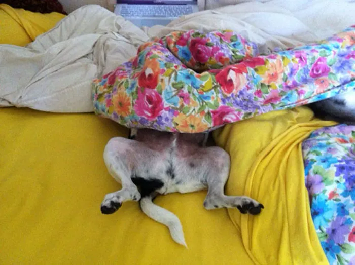 159 Dogs Who Suck At Hide-And-Seek