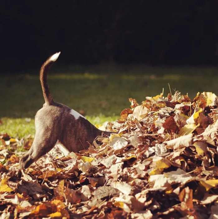 159 Dogs Who Suck At Hide-And-Seek