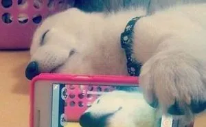 20 Adorable Pets Taking ‘selfie’ Photos