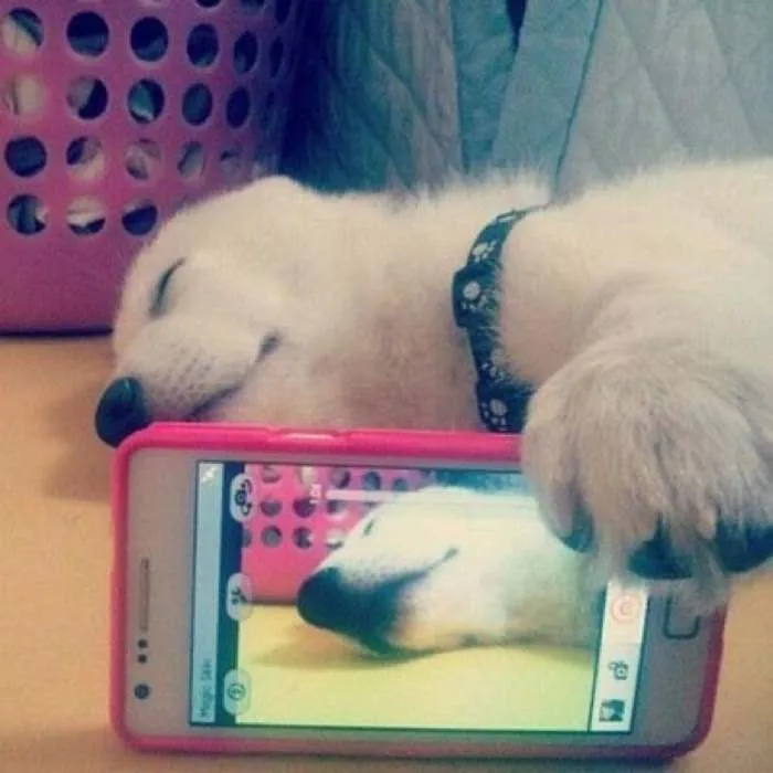 20 Adorable Pets Taking ‘selfie’ Photos