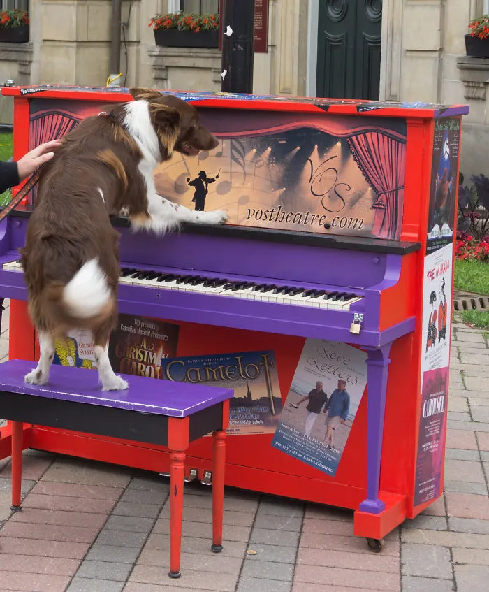 Shi The Border Collie Takes A Break From His Job At The Chamber Of Commerce!