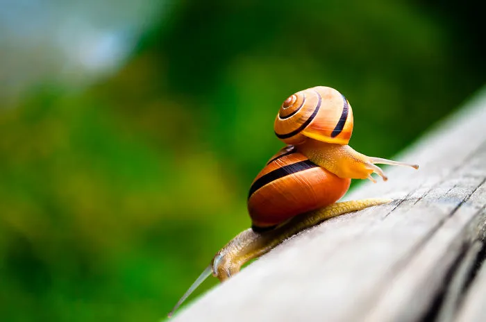 Slow Tango
