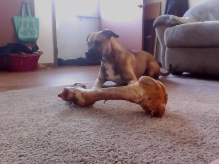 159 Dogs Who Suck At Hide-And-Seek
