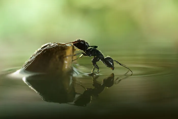 The Bright And Shiny Life Of Small Things As Seen By Photographer Vadim Trunov