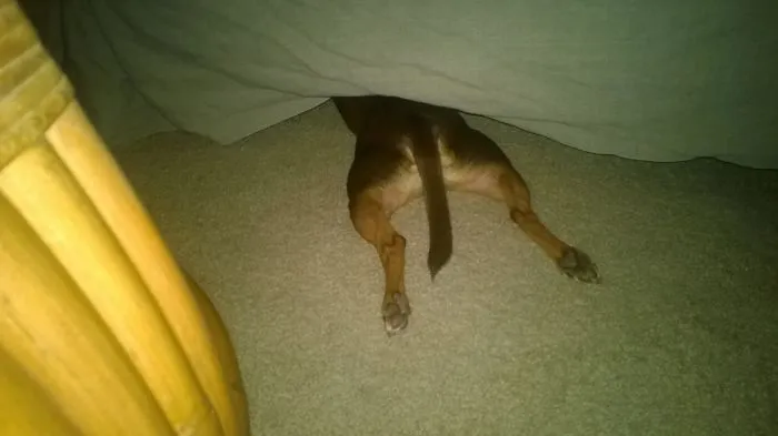 159 Dogs Who Suck At Hide-And-Seek