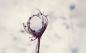The Magic Of Winter That I Captured In The Forest
