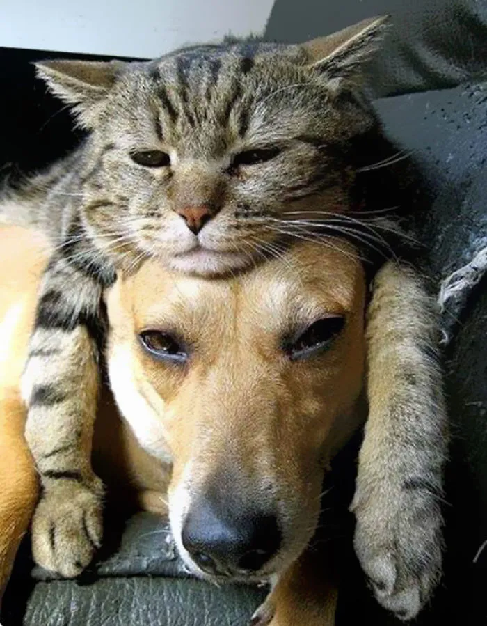 People Wearing Cats As Hats Is The Cutest Trend Right Now