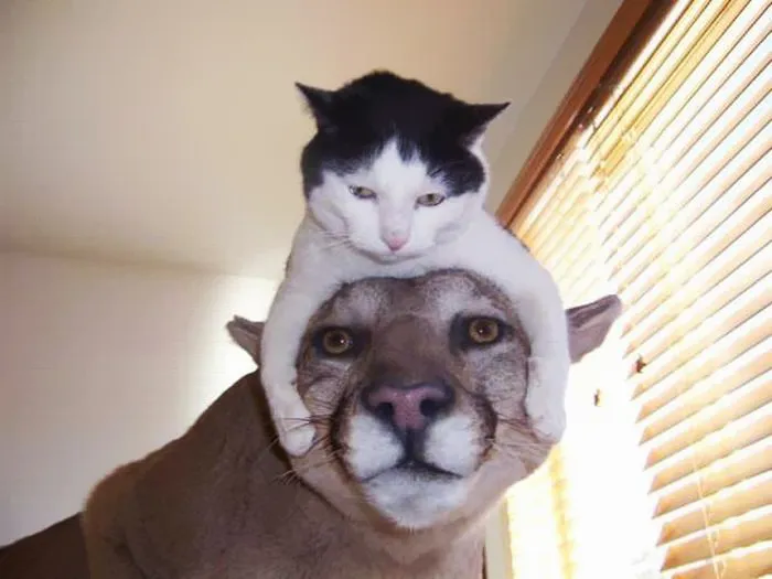 People Wearing Cats As Hats Is The Cutest Trend Right Now