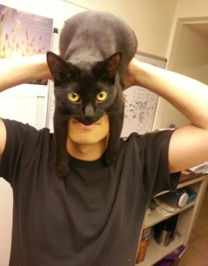 People Wearing Cats As Hats Is The Cutest Trend Right Now
