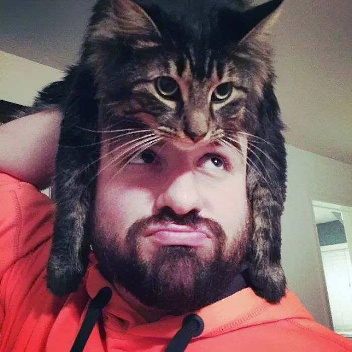 People Wearing Cats As Hats Is The Cutest Trend Right Now