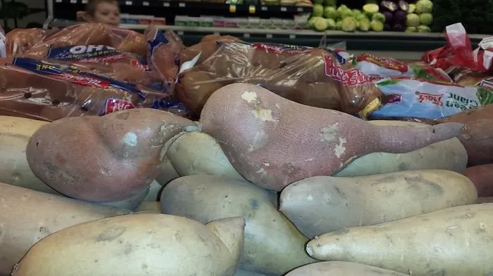 Yam Birds