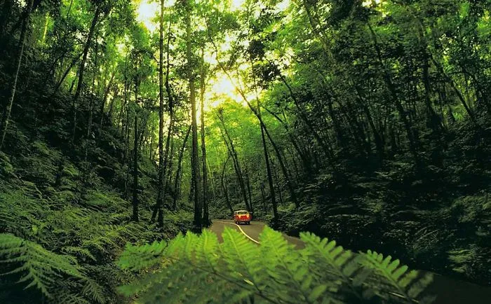 Fern Gully, Jamaica, Wi