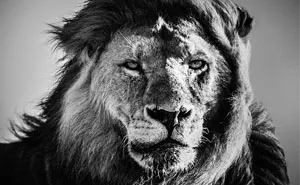 Dramatic Black And White Photos Of African Wildlife By Laurent Baheux