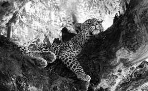 African Wildlife In Black And White