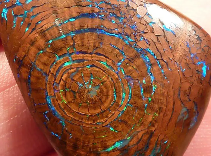 Opal Fossil