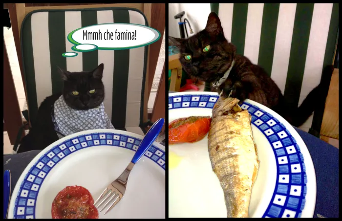 Give Me Fish Now! You Human Slave.