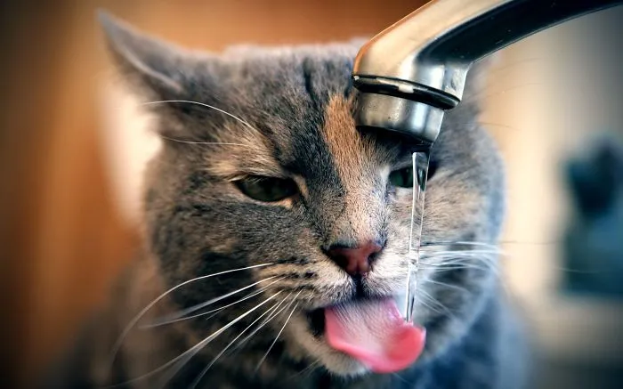 73 Crazy Cats That Actually Love Water