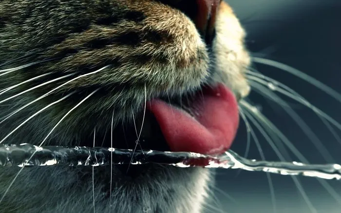73 Crazy Cats That Actually Love Water