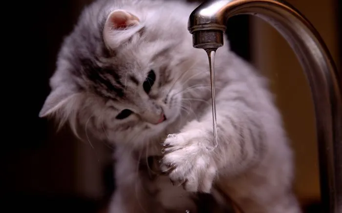 73 Crazy Cats That Actually Love Water