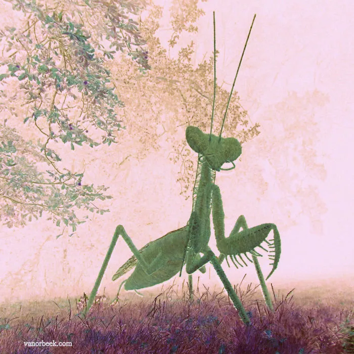 Praying Mantis: David Vanorbeek Sculptor