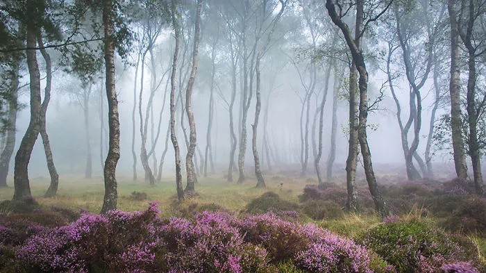 Stanton Moor, Peak District, Uk