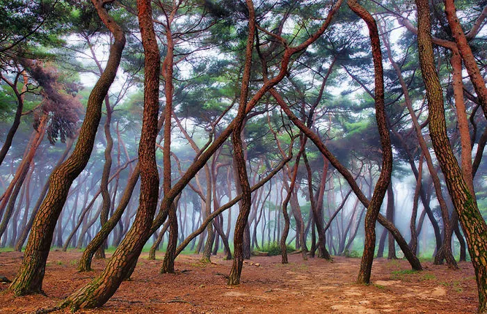 Misty Forest