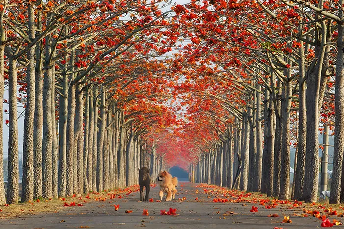 Taiwan