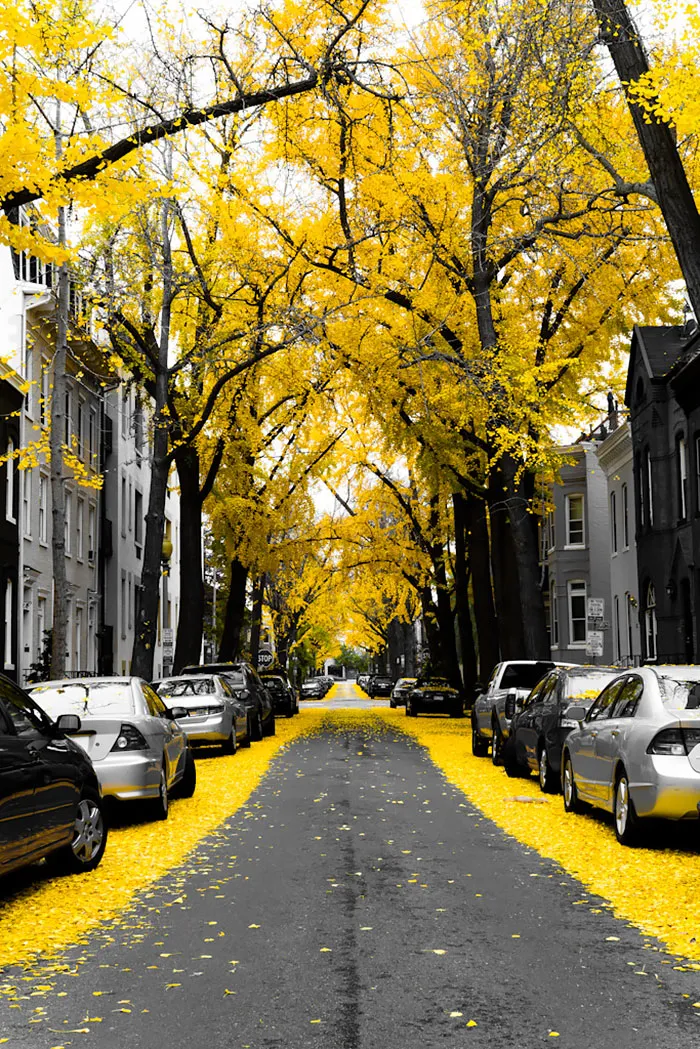Washington Dc, Usa
