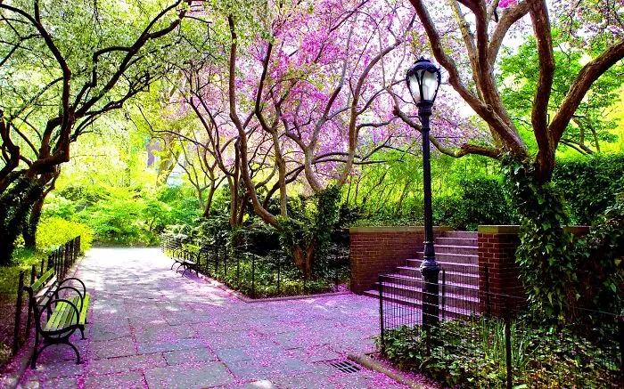 Purple Blossom