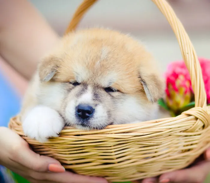 Little Cutie