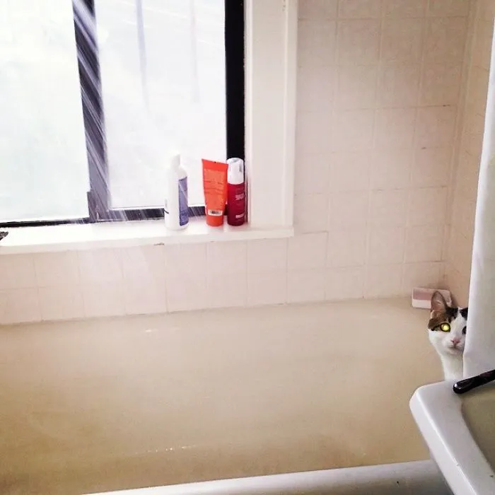 73 Crazy Cats That Actually Love Water