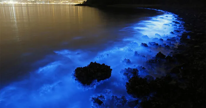 Bioluminescent Plankton Glow In Bloom On The Shores Of Hong Kong
