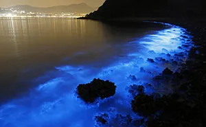 Bioluminescent Plankton Glow In Bloom On The Shores Of Hong Kong