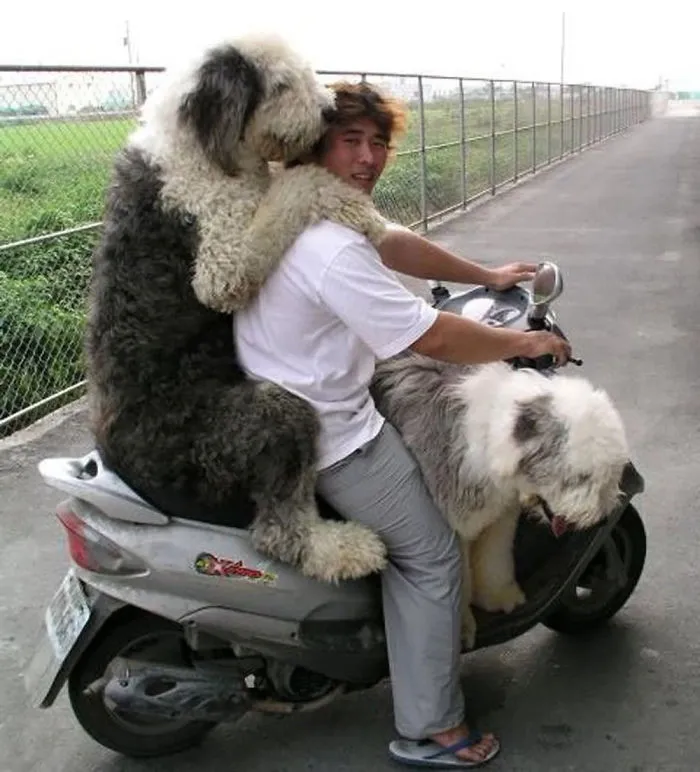 50 Dogs Who Don't Understand How BIG They Are