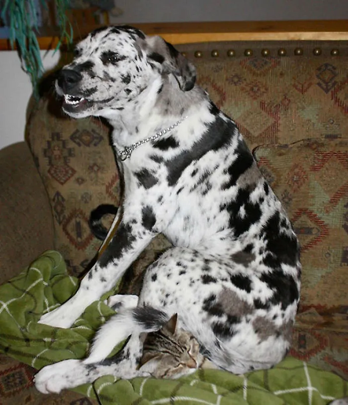 50 Dogs Who Don't Understand How BIG They Are