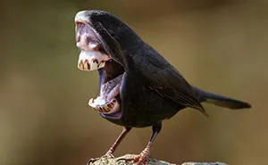 Big Mouth Birds: My Newest Series Of Hybrid Animals